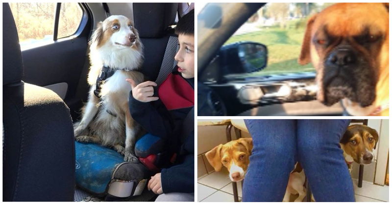 Неподдельные эмоции: 40 собак, узнавших, что их везут к ветеринару