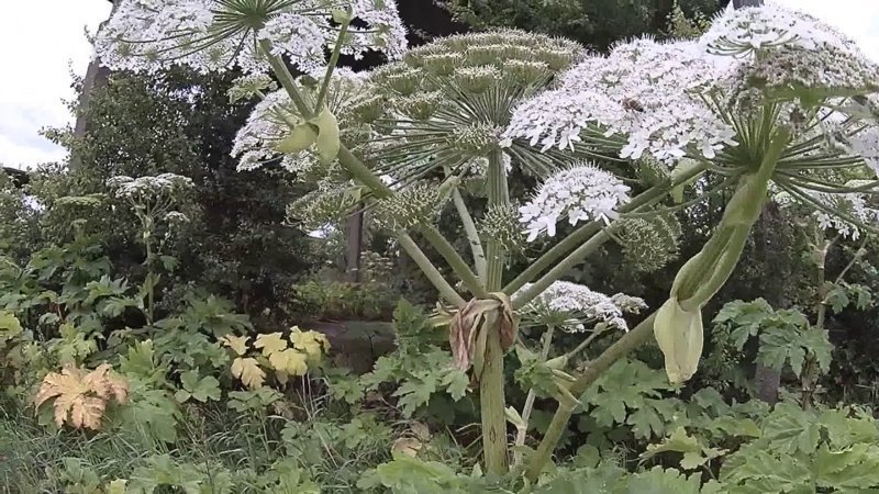 Похожее на борщевик растение с белыми цветами фото и названия