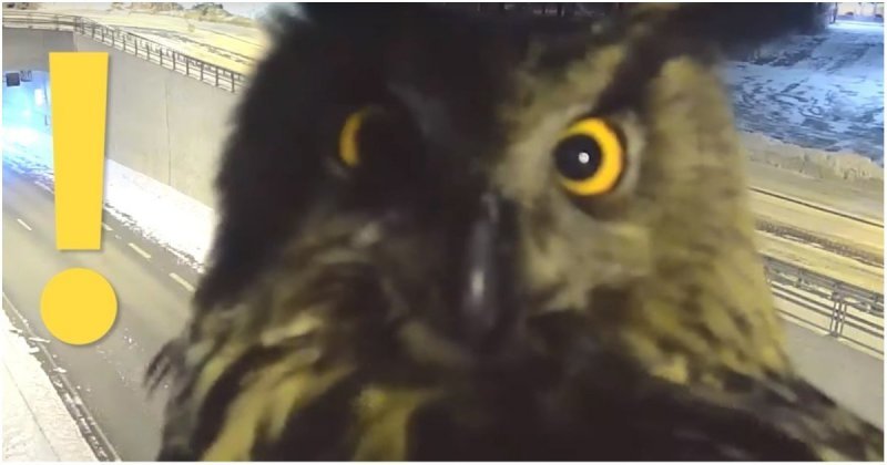 В Финляндии сова уселась перед камерой видеонаблюдения и помешала полиции следить за порядком на дорогах