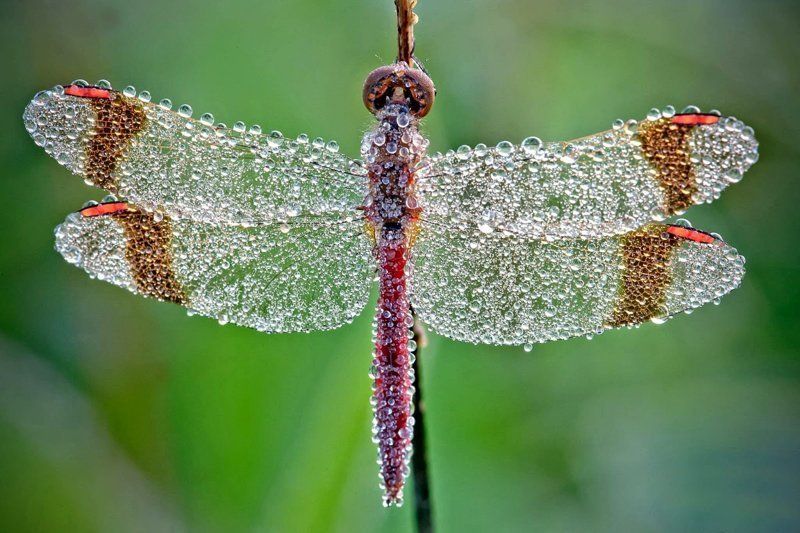 Удивительное макро: насекомые в капельках росы от Дэвида Шамбона