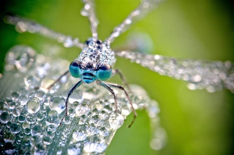 Удивительное макро: насекомые в капельках росы от Дэвида Шамбона