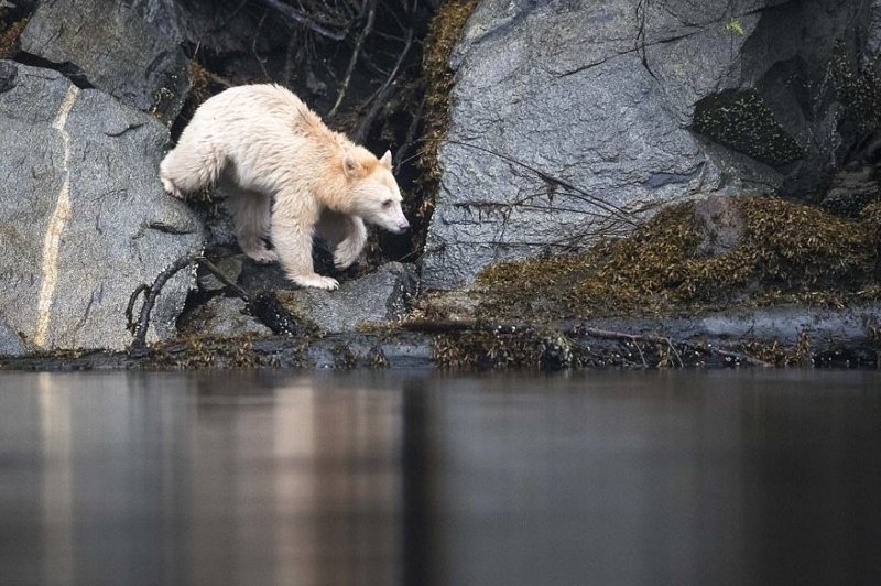 Кермодские медведи не являются ни родственниками белых медведей, ни альбиносами