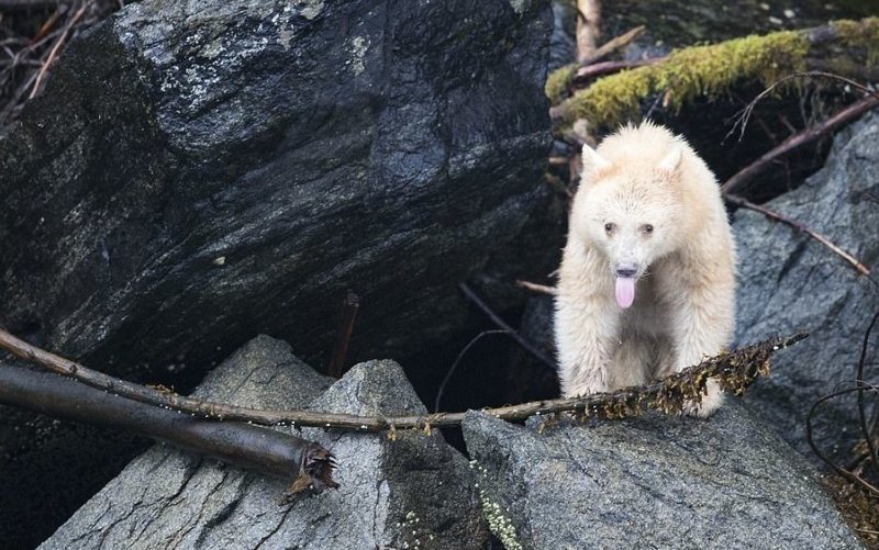 Во время фототура по Британской Колумбии, Канада,  41-летнему Максу Во посчастливилось сделать снимки кермодского медведя