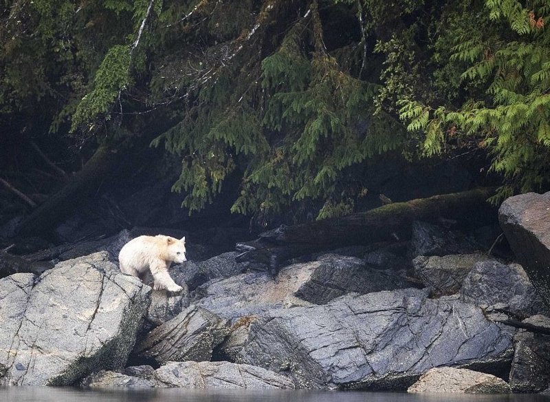 Встреча с медведем-призраком - большая редкость, обитает он исключительно в лесах западного побережья Канады