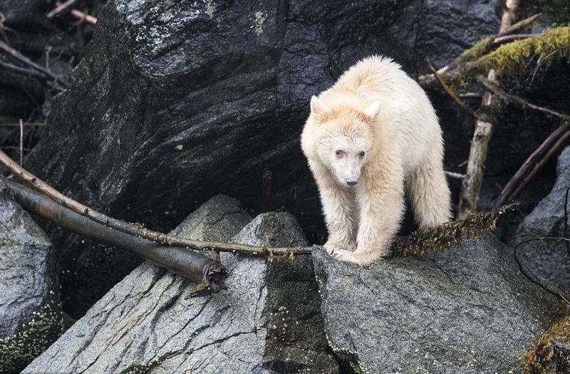Примерно 10 % популяции кермодского медведя имеют белый или кремовый цвет шерсти