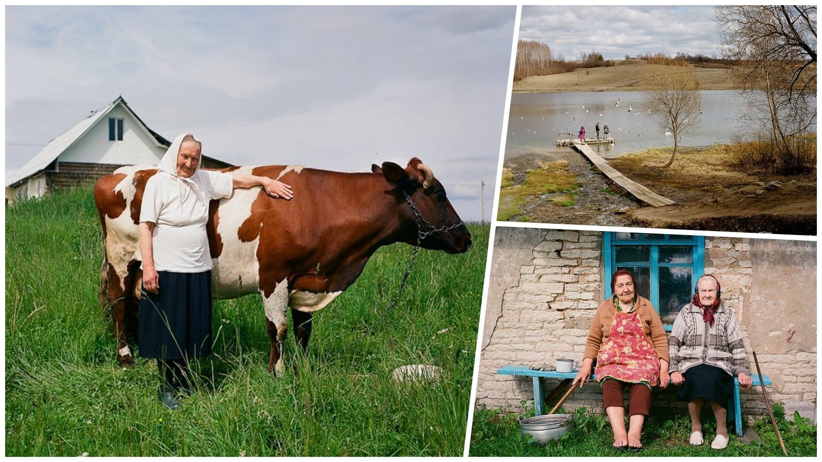 Жизнь деревня российских. Коровы в деревне. Корова в селе. Сельские коровы. Сельские жители.