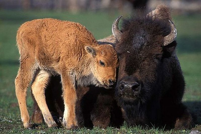 Самка бизона и теленок
