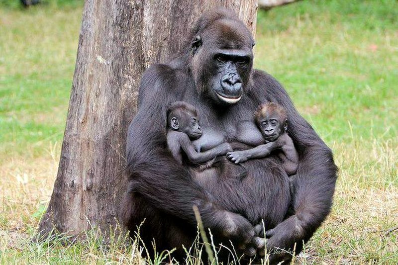 Двойня у самки гориллы
