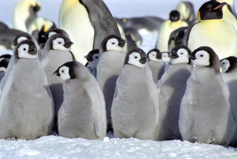26 интересных фактов о пингвинах