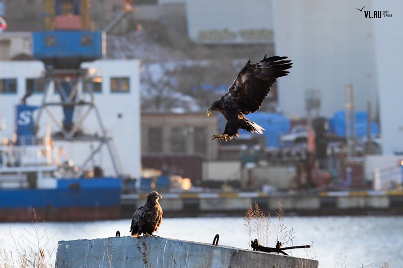 Властители небес. Орланы во Владивостоке