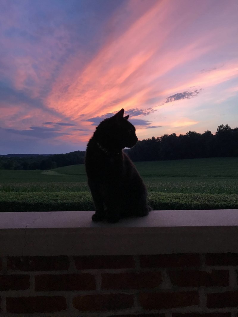 Его кошачье величество на закате