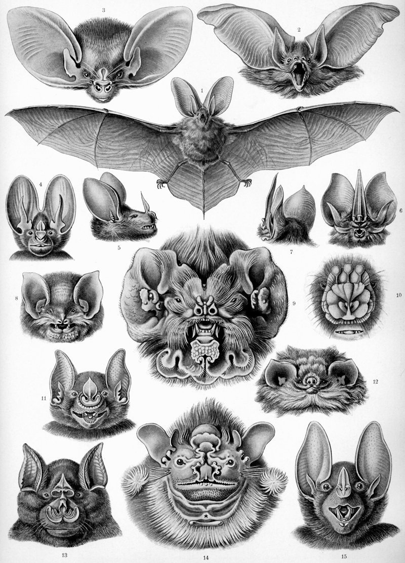 Невероятный взгляд на красоту природных форм в рисунках  Эрнста Геккеля