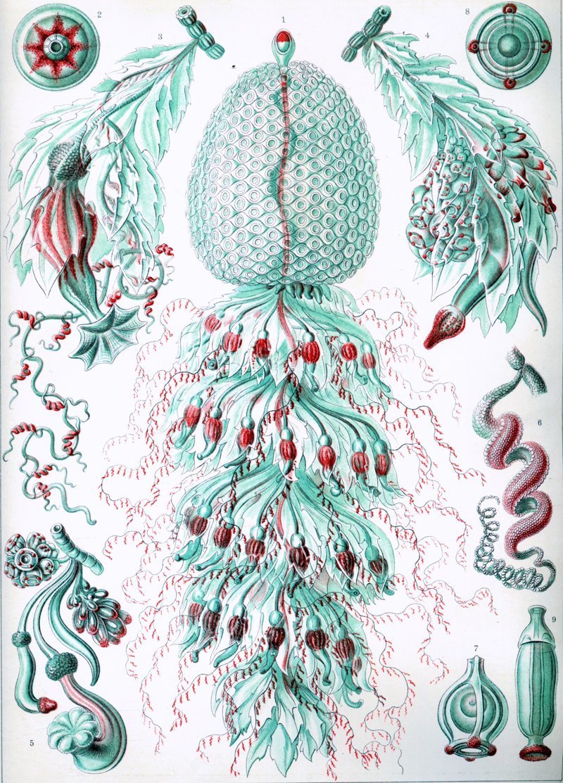 Рисунки Ernst Haeckel