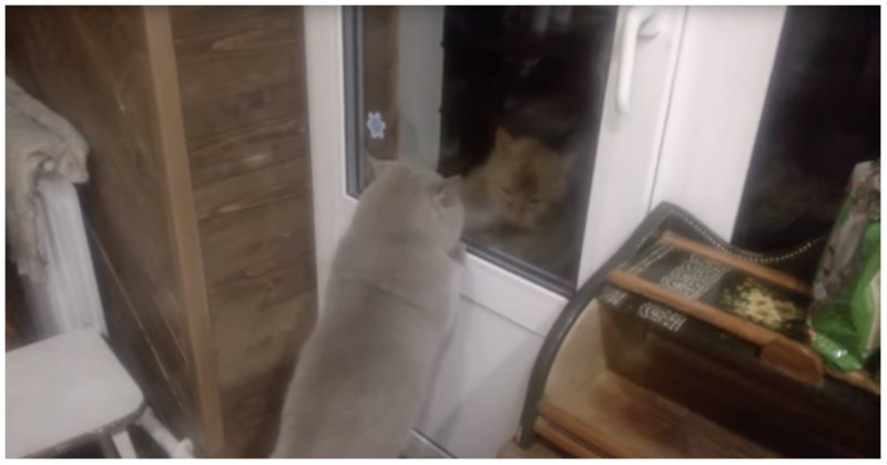 Открой! Говорящий котик требует открыть дверь 