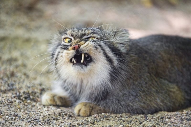 Найдены самые фотогеничные кошки в мире