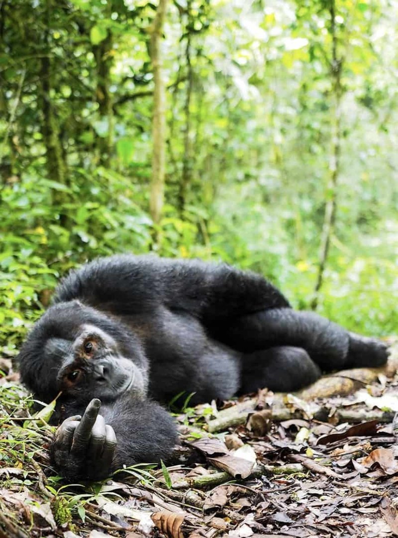 17. "Жест гориллы" (фото: Гил Гофер)