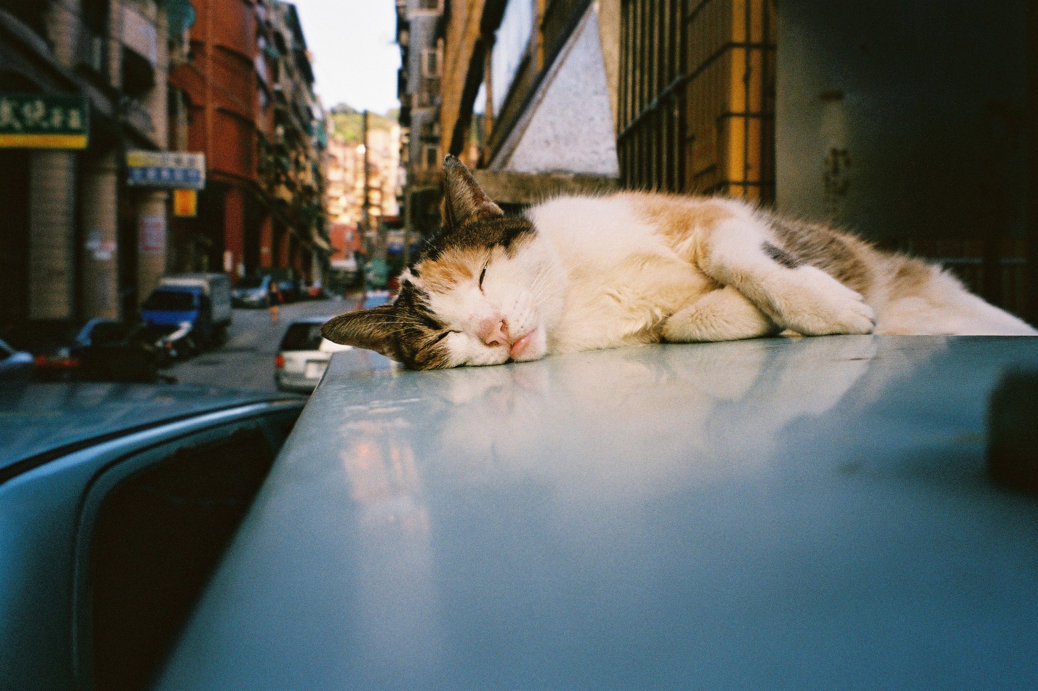 Hello street cat live. Кот в пленке. Плёночные котики. Уличные кошки фото. Пленочные фотографии кот.