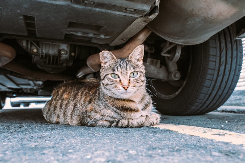 Тайваньский фотограф снимает на плёнку колоритных уличных котов