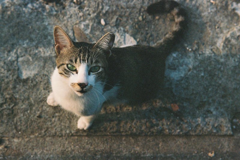 Тайваньский фотограф снимает на плёнку колоритных уличных котов
