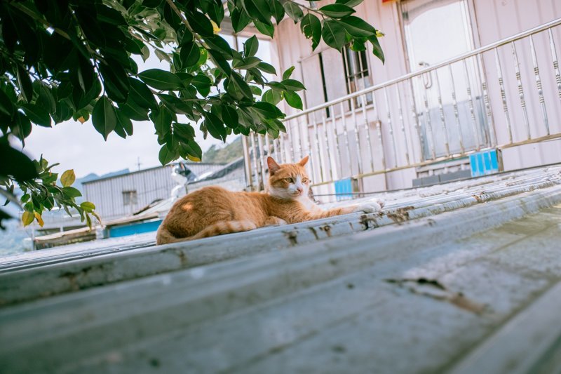 Тайваньский фотограф снимает на плёнку колоритных уличных котов