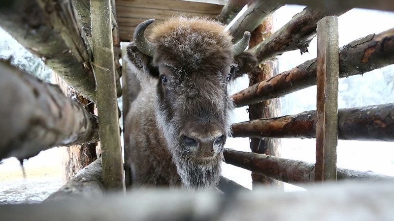 В Россию привезли 17 зубров из Швеции для сохранения вида