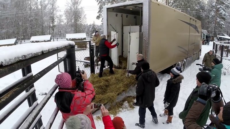 В Россию привезли 17 зубров из Швеции для сохранения вида