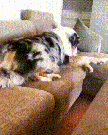 Братья близнецы