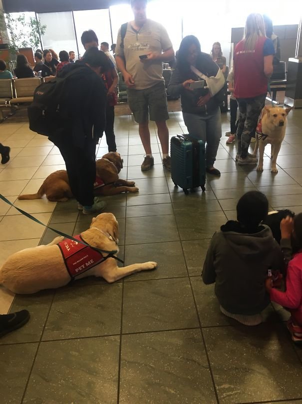 В канадских аэропортах есть собаки, которых можно погладить, чтобы успокоиться перед посадкой