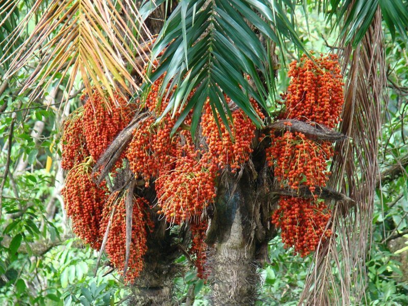 Персиковая пальма
