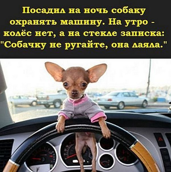 55 Пятничных ФиШуток