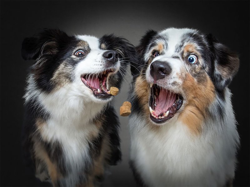 Забавные эмоции собак, которые ловят лакомства