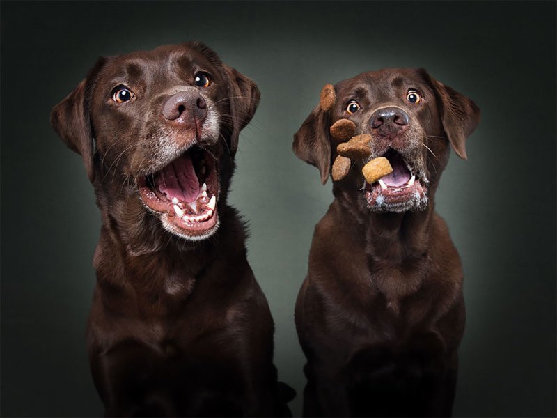 Забавные эмоции собак, которые ловят лакомства