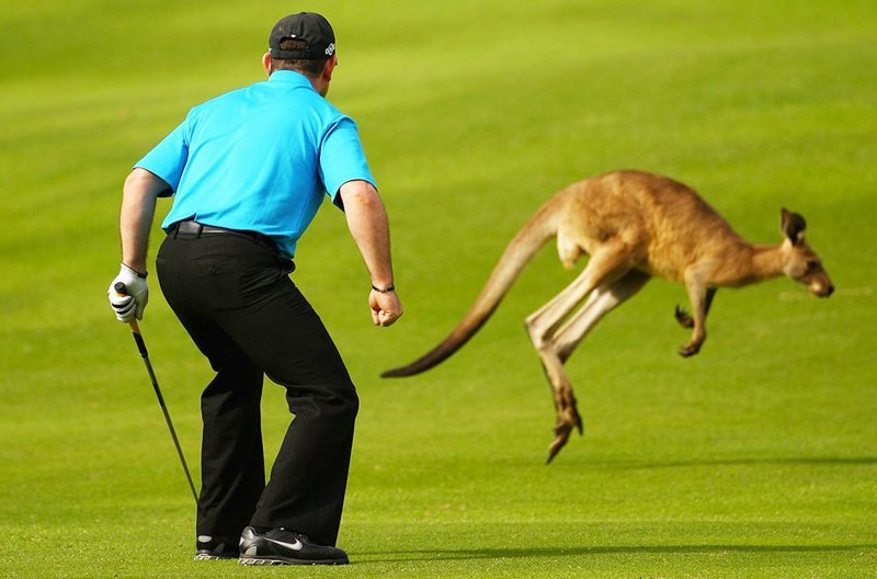 Кенгуру и гольф, гольф и кенгуру. Австралия