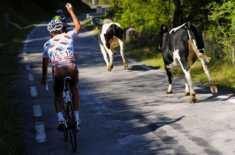 Если бы этим коровам еще и велосипед! Во время гонки «Вуэльта Испании» — шоссейной многодневки, одной из трех гранд-туров 
