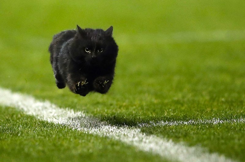 Черная кошка решила присоединиться к игре в регби. Сидней, Австралия