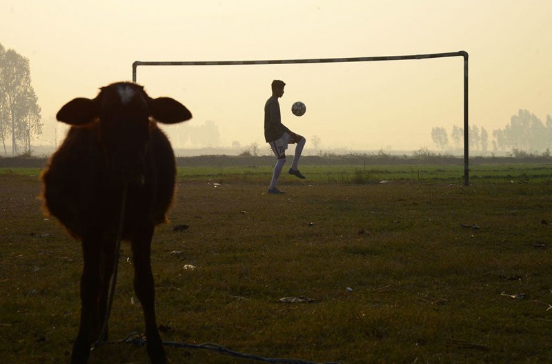 Индийский мальчик играет в футбол на поле рядом с коровой на окраине Джаландхара 