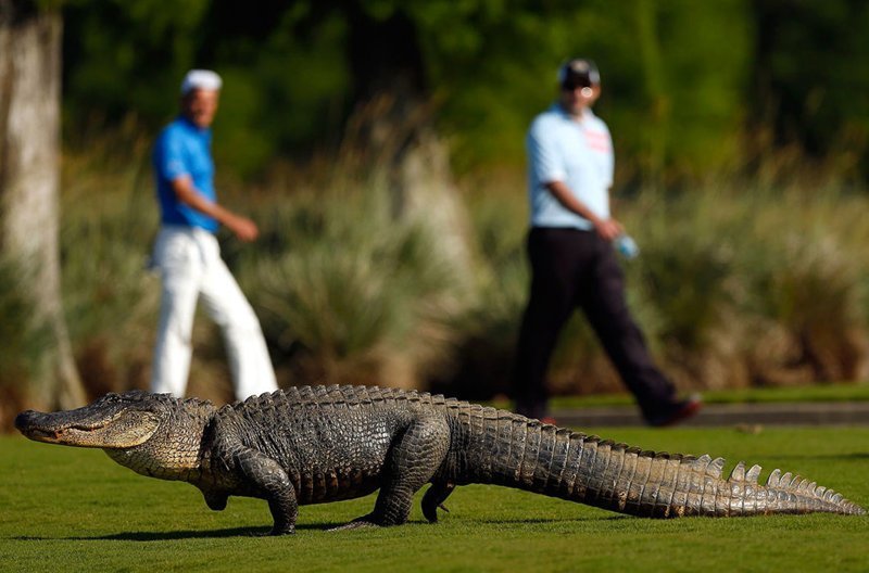 А на поле для гольфа в Луизиане можно и крокодила встретить