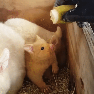 Гифки дня Гифки дня