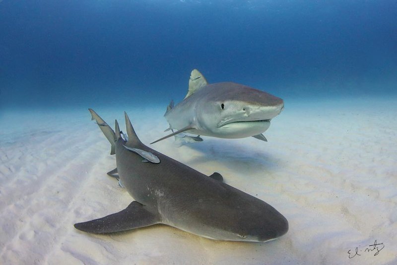 Дайвер «танцует» вместе со своей подругой — 300-килограммовой тигровой акулой