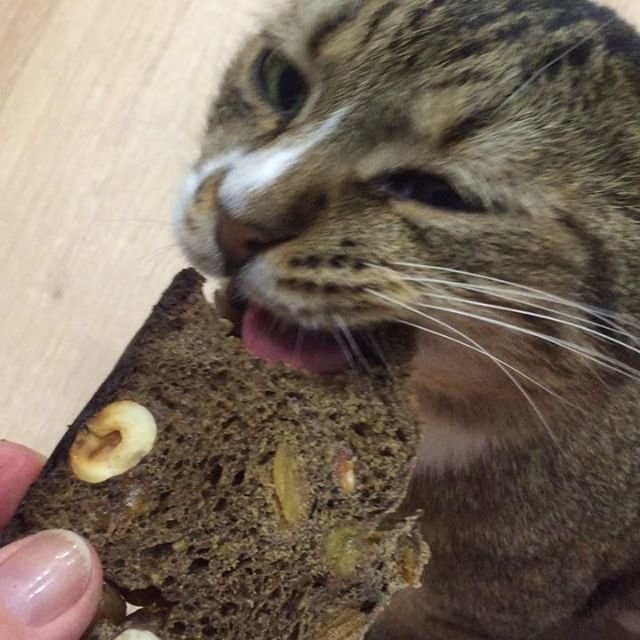 Вечно голодный кот Ванечка