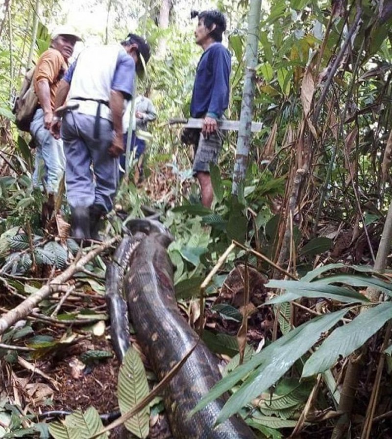 Как голодные жители Борнео убили и съели 6-метровую самку питона вместе с её любовником