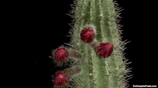 Цветение кактуса