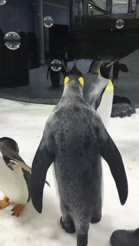 Пингвины и пузыри