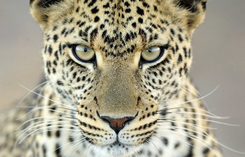 "Взгляд леопарда" (фото: Мартин Ван Локвен, Нидерланды)