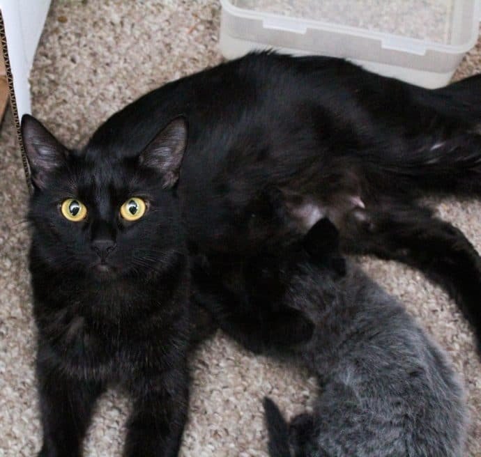 “СЕДЫЕ” котята родились у чёрной кошки!