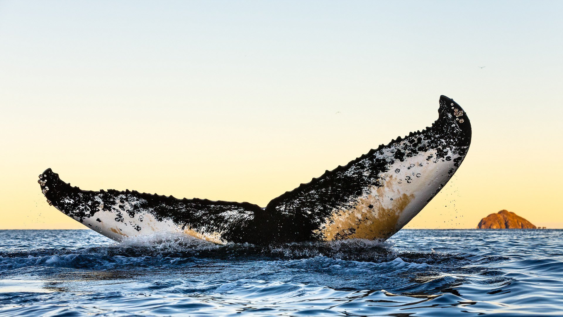 Потрясающие фотографии китов и косаток у побережья Норвегии.