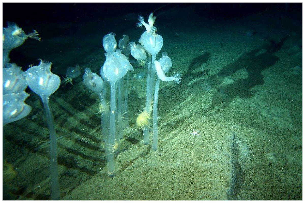 На дне океана существа. Подводные растения. Странные существа под водой. Неизвестные морские обитатели. Подводный мир Марианской впадины.