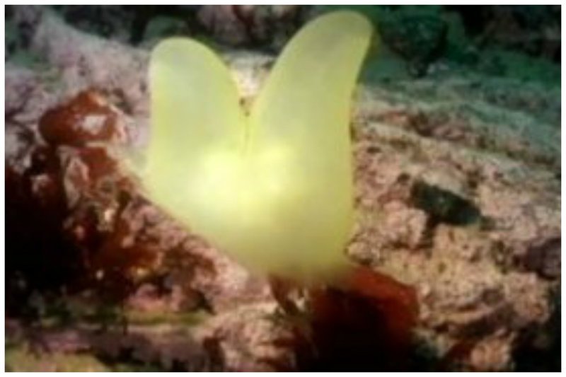 Неизвестное существо, обнаруженное на глубине около 30 метров