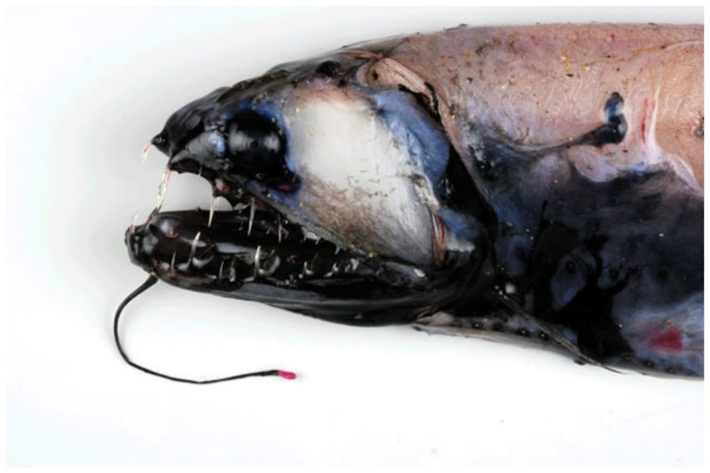 Рыба из семейства Stomiidae достигает размера около 20-ти сантиметров. особенностью этой рыбы является способность регенерировать красный цвет, для привлечения добычи. Рыба также может менять свой пол с возрастом