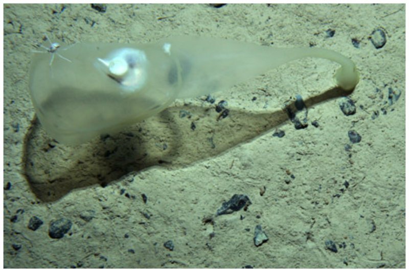 Еще одно существо (48 см в длину)  из того же моря, обнаружено на глубине 2000 метров
